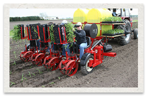 Mechanical Transplanter Model 5000 on Field